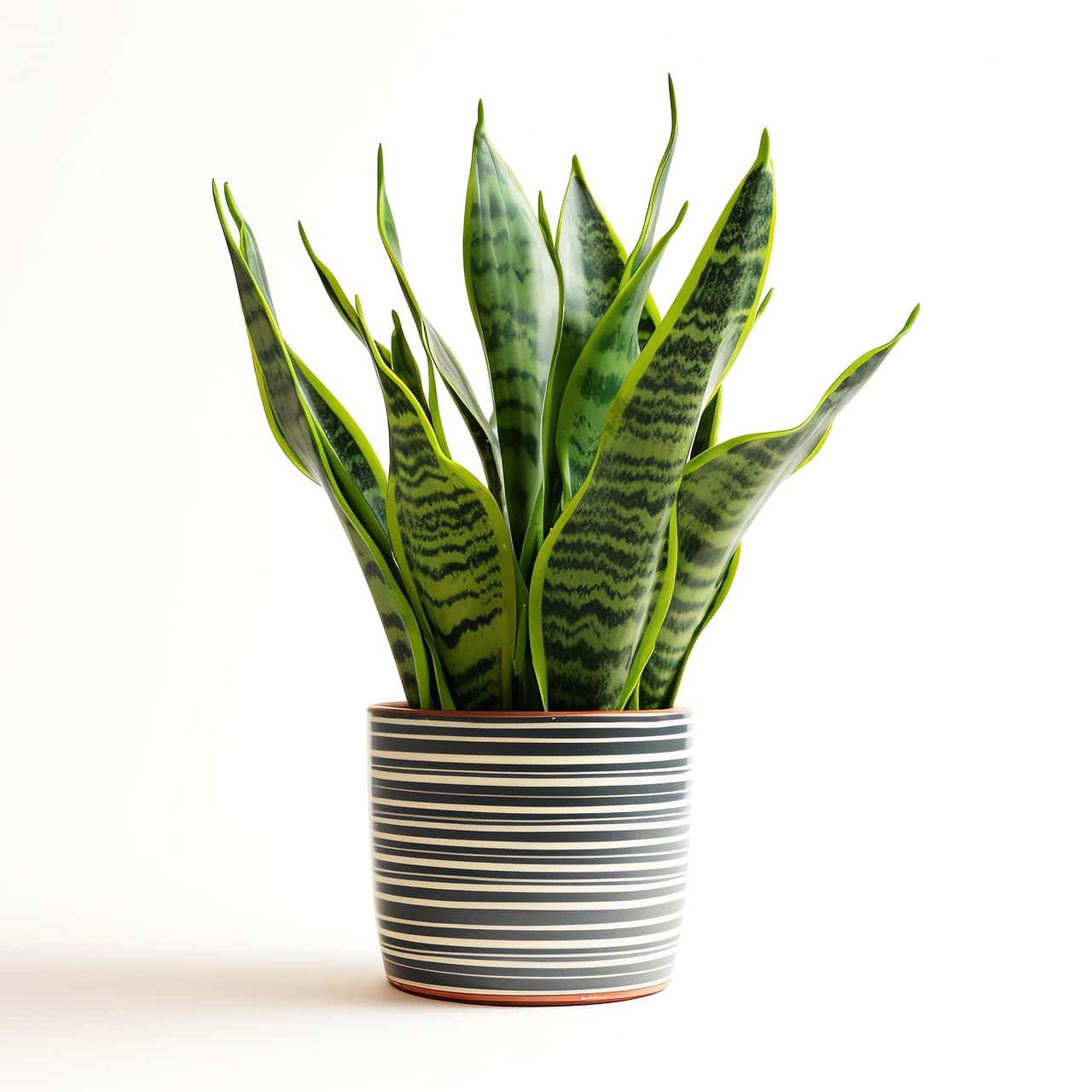 Sansevieria in vaso -InOrto