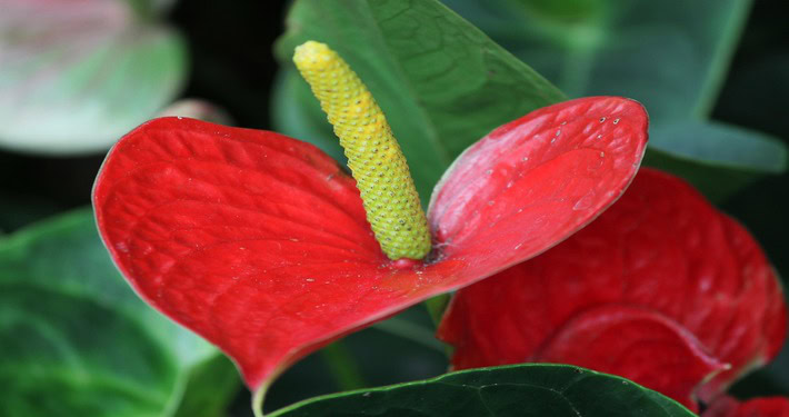 Fiore di Anthurium -InOrto
