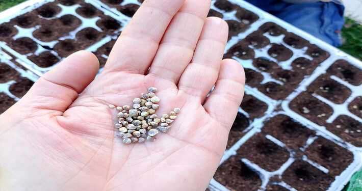 Semi di spinacio -InOrto