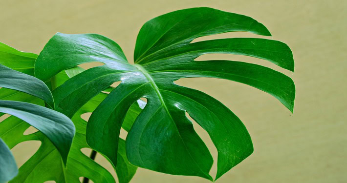 Monstera -InOrto