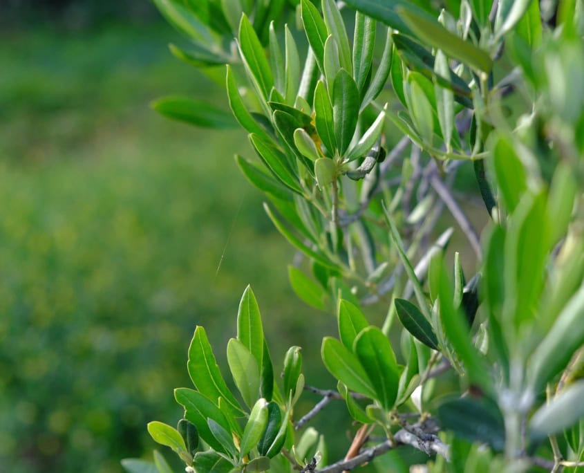 Foglie di olivo -InOrto