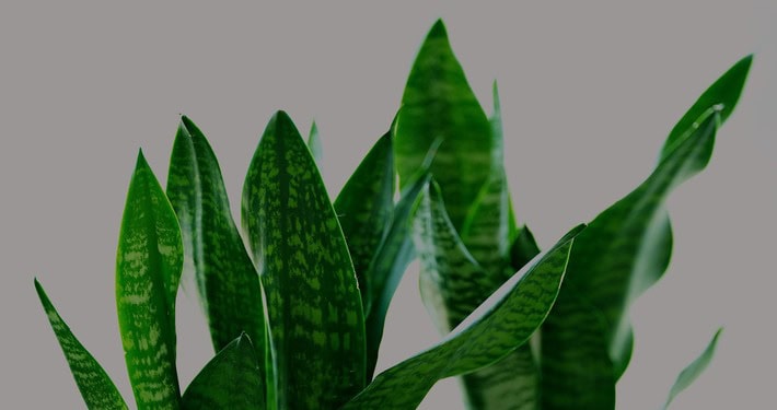 Foglie di Sansevieria -InOrto