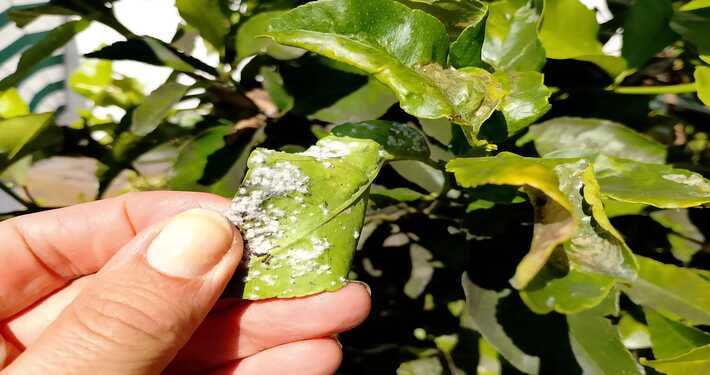 3ce96af3-4c36-4720-b013-9d3d34243e6f Lanugine bianca su foglie di limone - InOrto