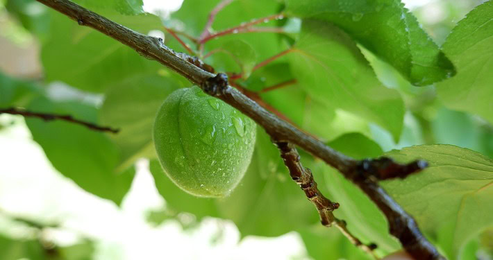 Albicocca acerba -InOrto