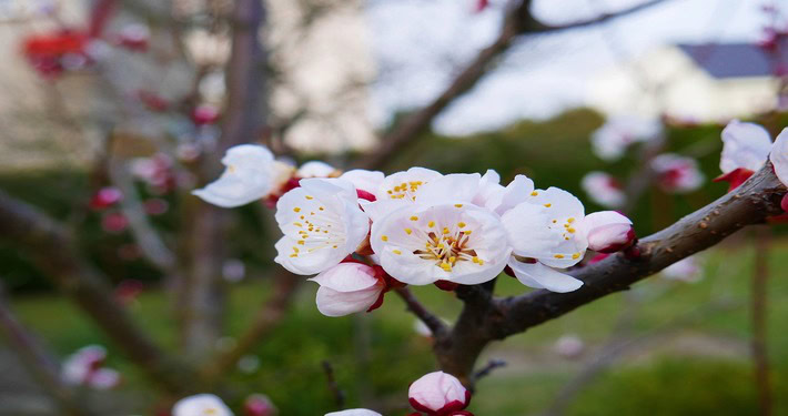 Fioritura dell’albicocco -InOrto