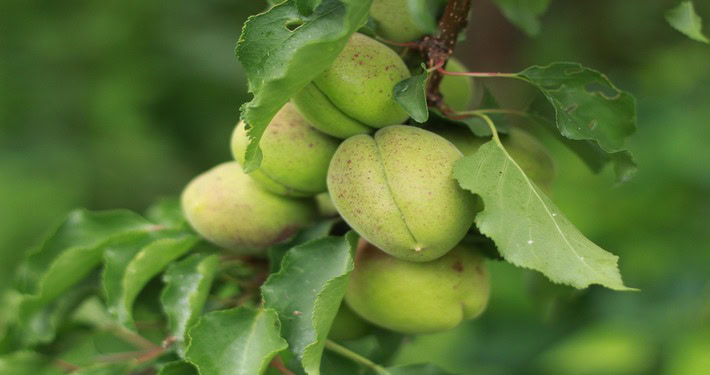 albicocche acerbe -InOrto