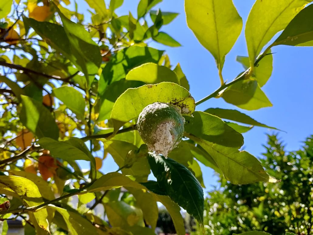 befbda3f-5de9-4117-baab-aa4f9e3ab96a Lanugine bianca su limone - InOrto