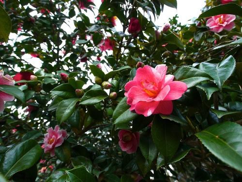 camellia-65804_1280 (1) Camelia - InOrto
