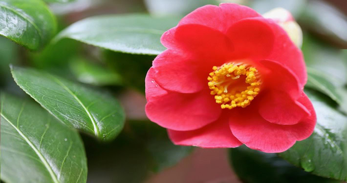 camellia-7024483_1280 (1) Fiore di camelia - InOrto