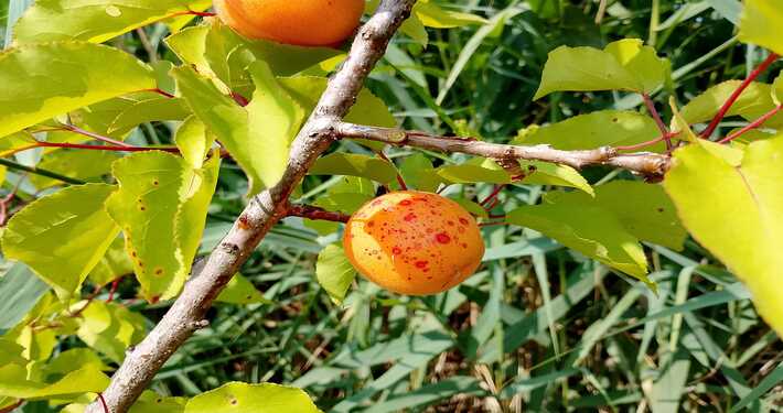 Corineo su albicocco -InOrto