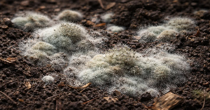 df411bc9-1f8e-4922-acc1-b202c594613c Muffa sulla terra - InOrto