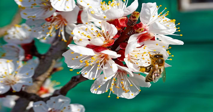 Fiori di albicocco con ape -InOrto