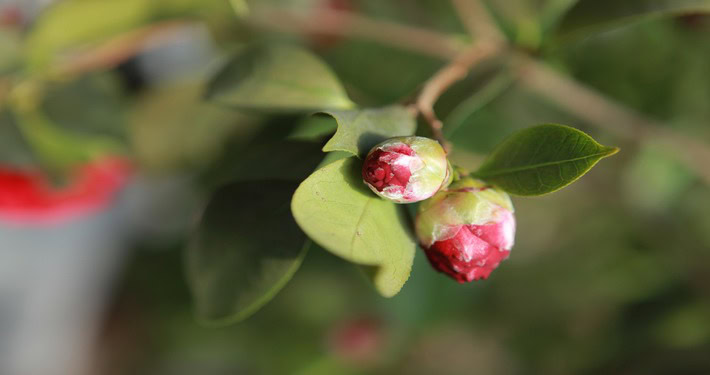 noel-online-gift-shop-3279563_1920 (1) Boccioli fiorali di camelia -InOrto