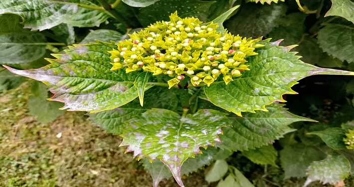 oidio ortensia Oidio su ortensia - InOrto