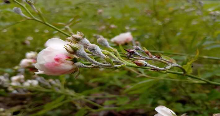 oidio rosa Boccioli di rosa con oidio - InOrto