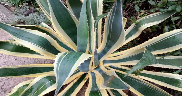Agave americana - InOrto