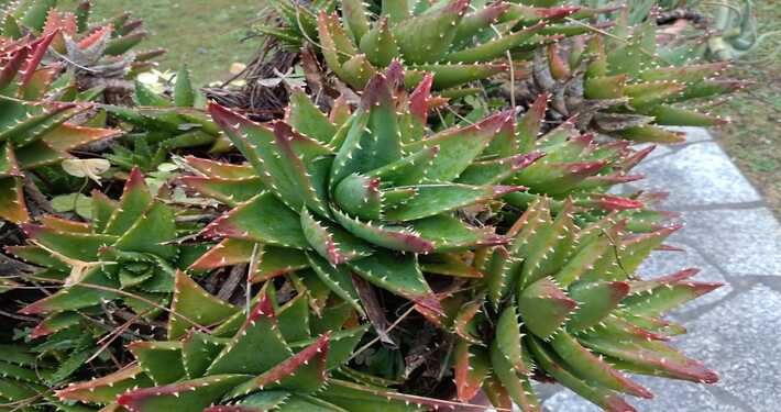 Aloe brevifolia - InOrto