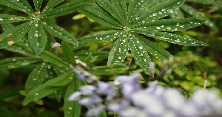 Foglie di lupino - InOrto