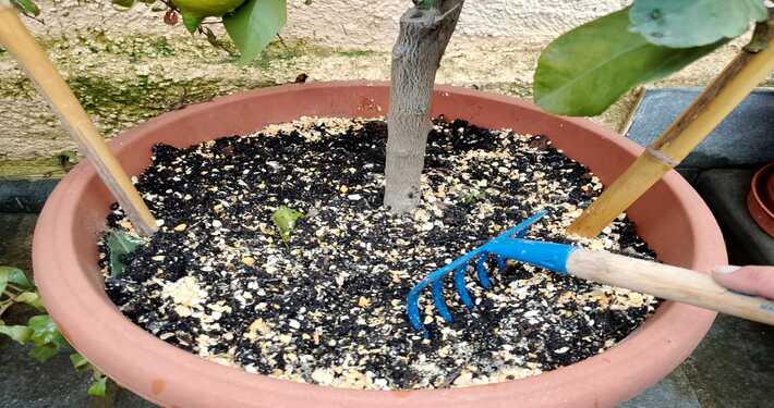 Lupini macinati come concime - InOrto