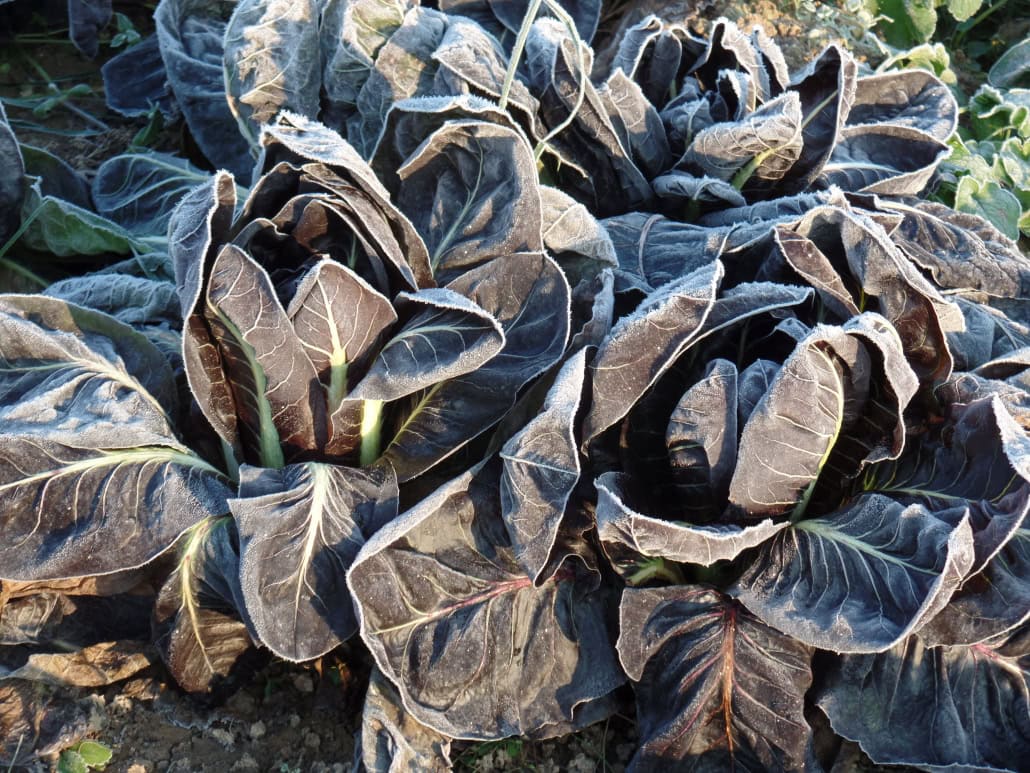 Radicchi rossi gelati -InOrto