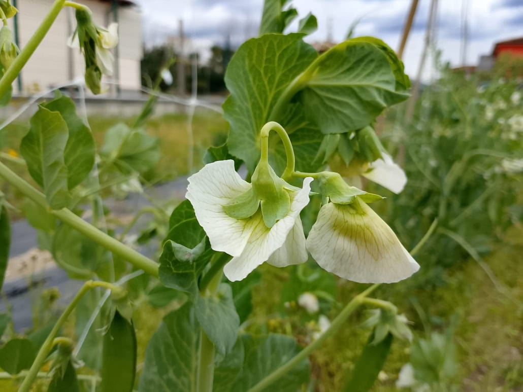 fiori bianchi piselli Piselli in fioritura - InOrto
