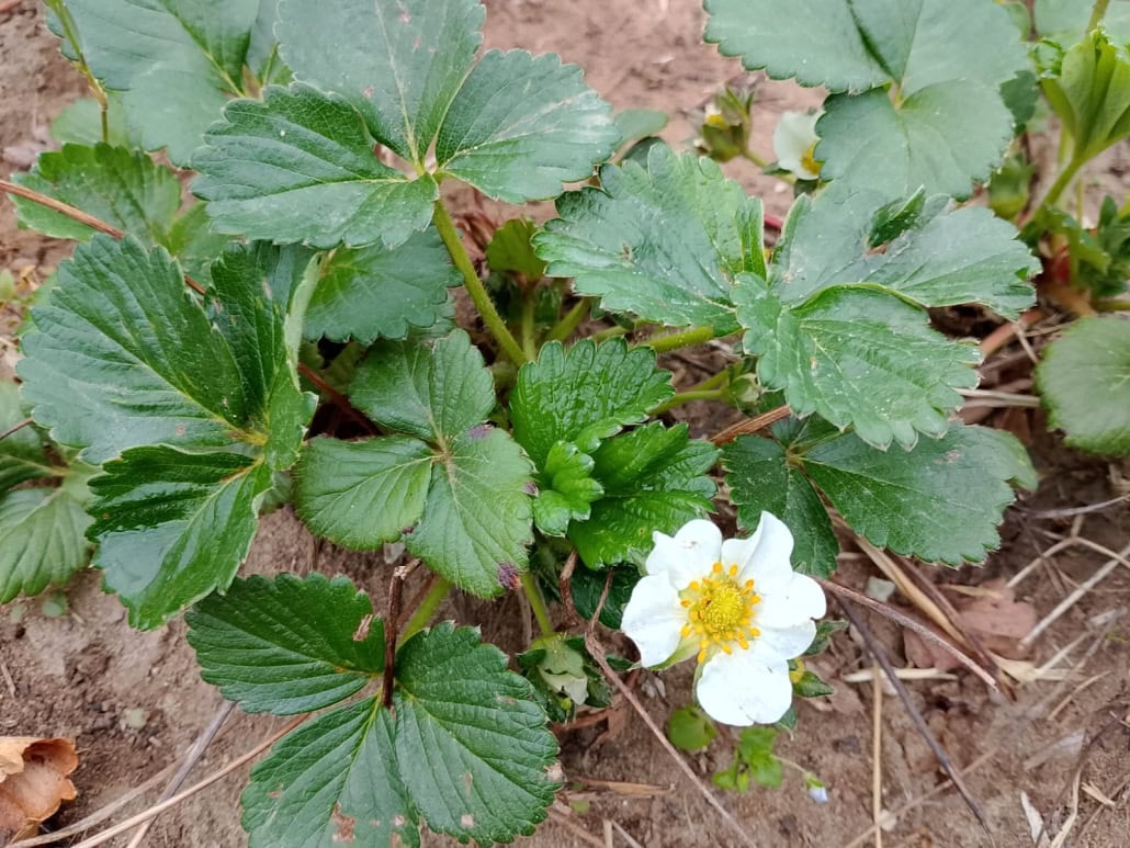 Fragole in fioritura - InOrto