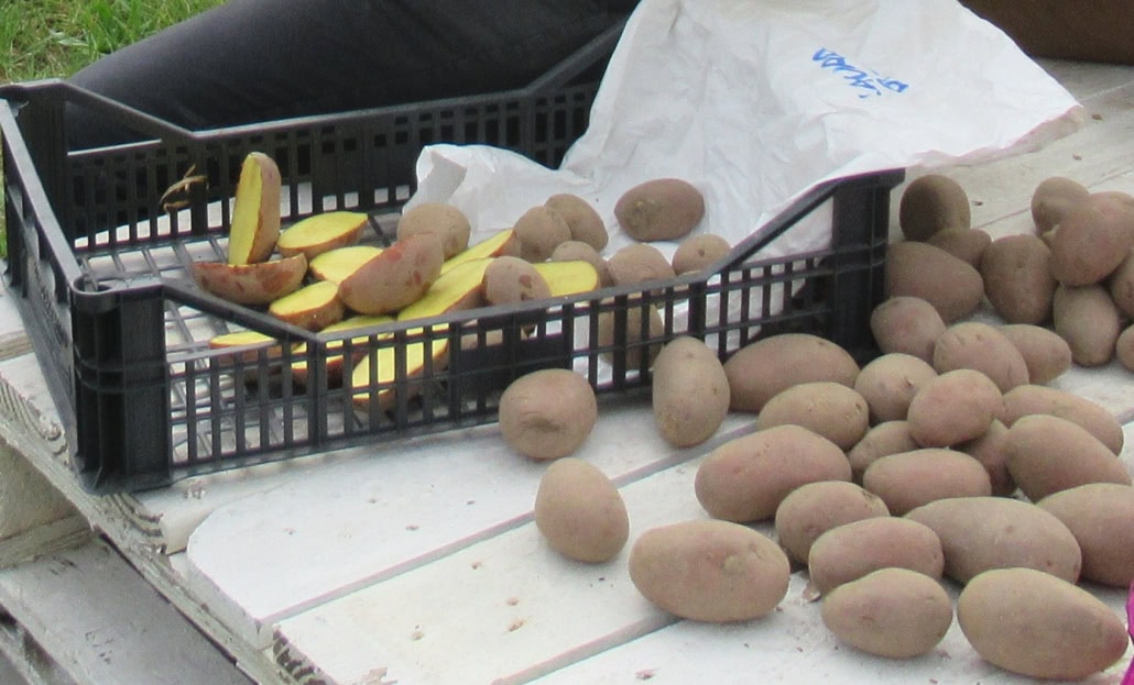 Patate da semina - InOrto