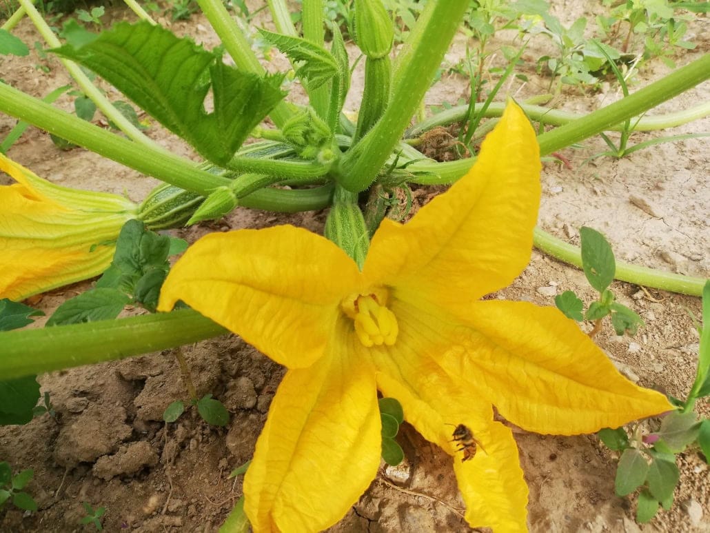 Zucca da zucchine con ape in visita - InOrto