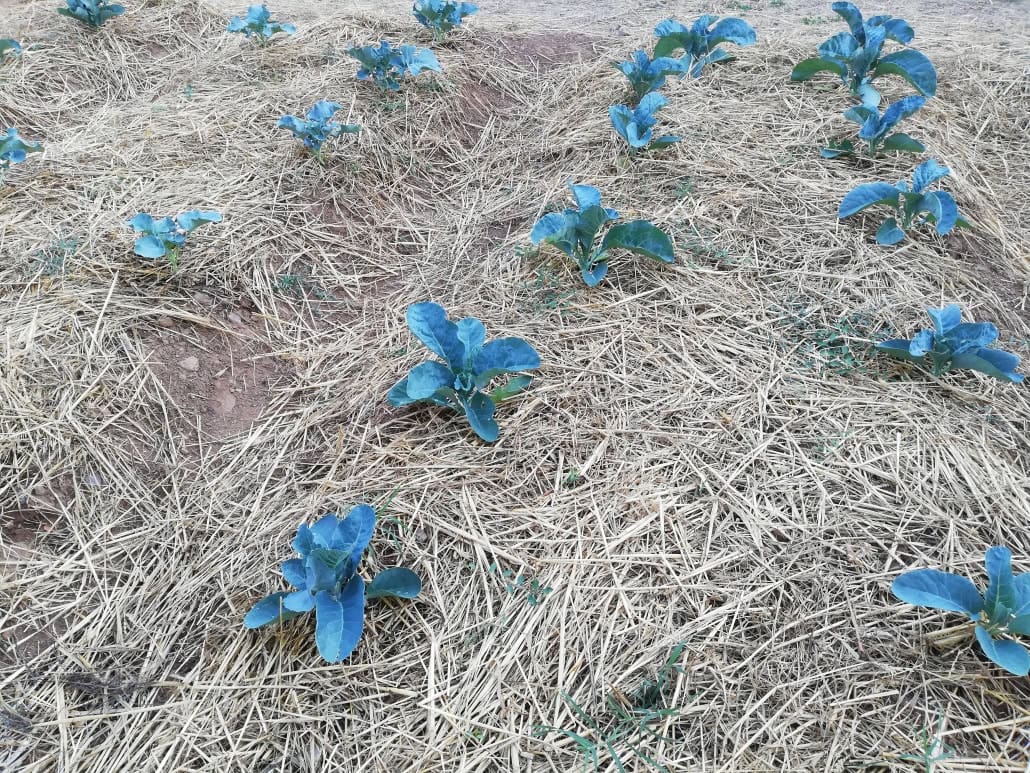 Cavoli con pacciamatura - InOrto