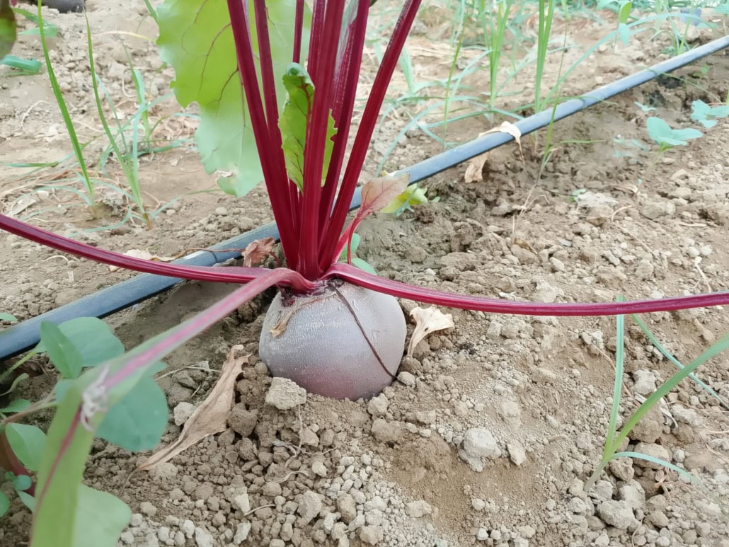 Barbabietola rossa - InOrto