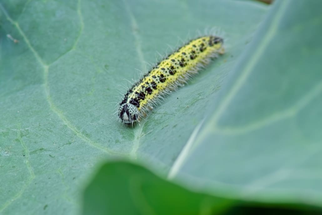 Larva di cavolaia - InOrto