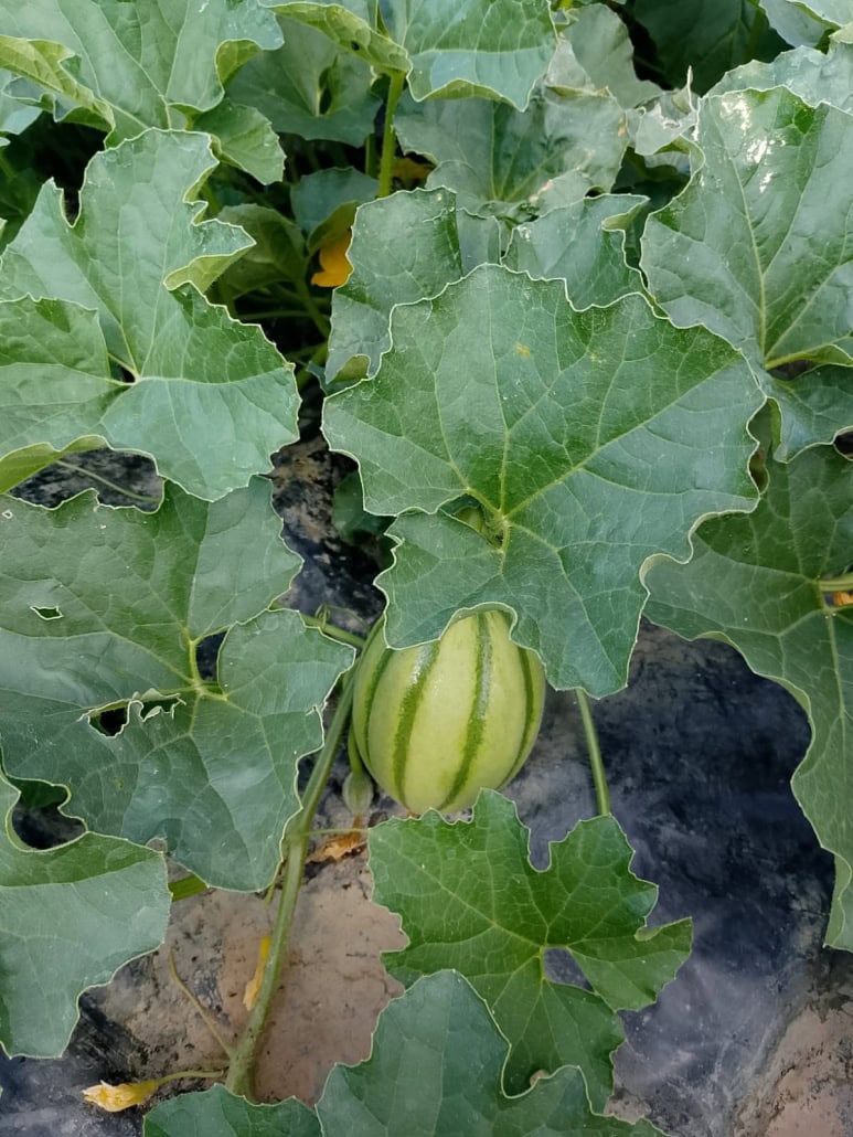 Melone in crescita -InOrto