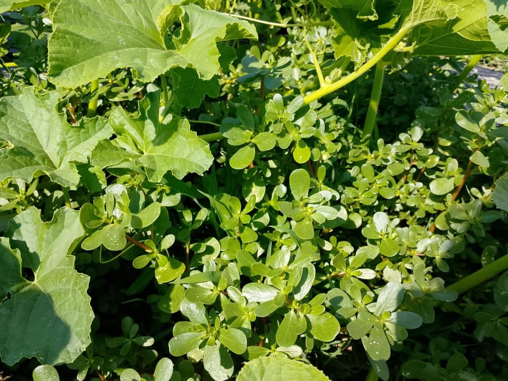 Portulaca tra le foglie della zucca -InOrto
