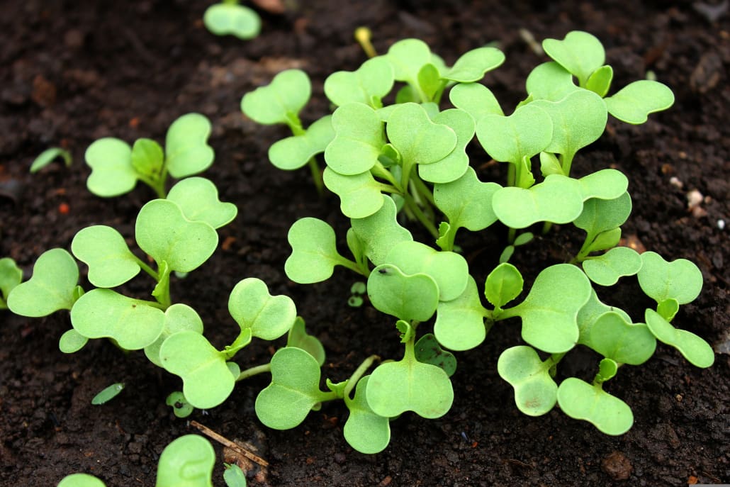 Piantine di ravanelli appena germinate - InOrto