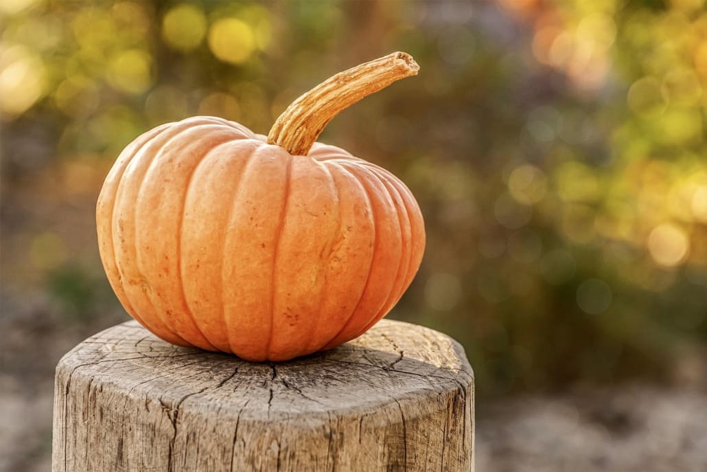 Zucca raccolta - InOrto