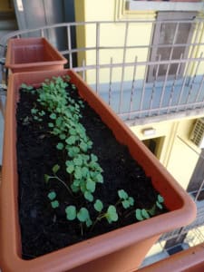Rucola seminata in vaso - InOrto