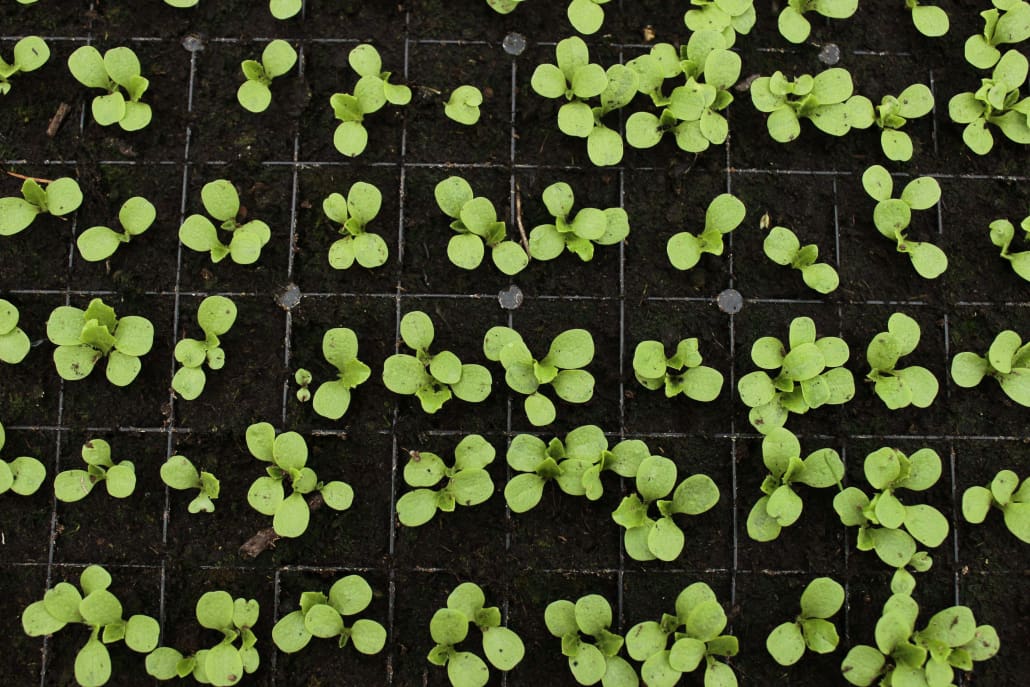 Piantine germinate - InOrto
