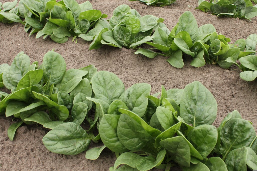 Spinaci - InOrto