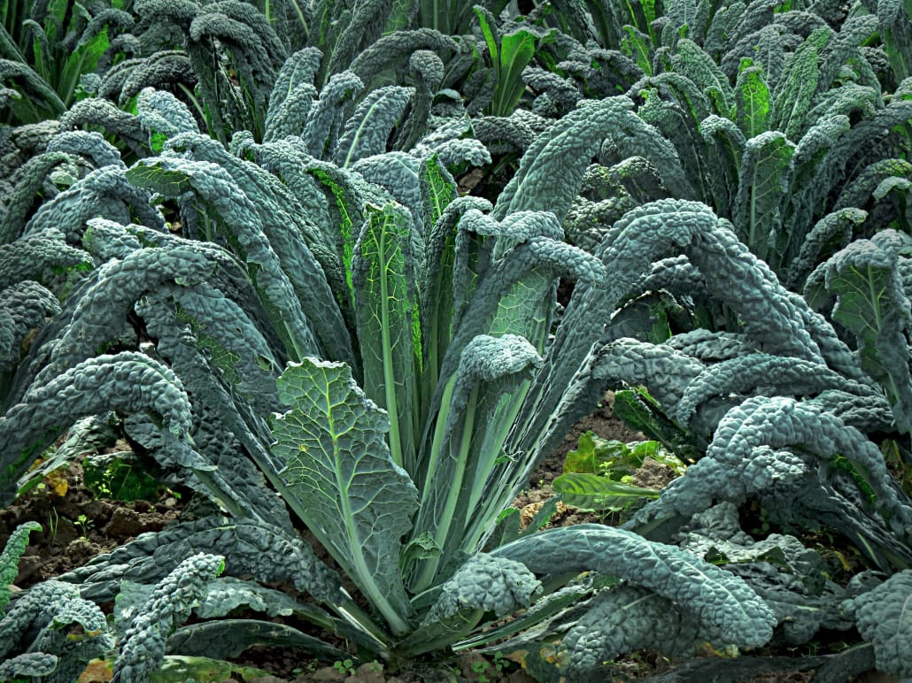 Piante di cavolo nero - InOrto