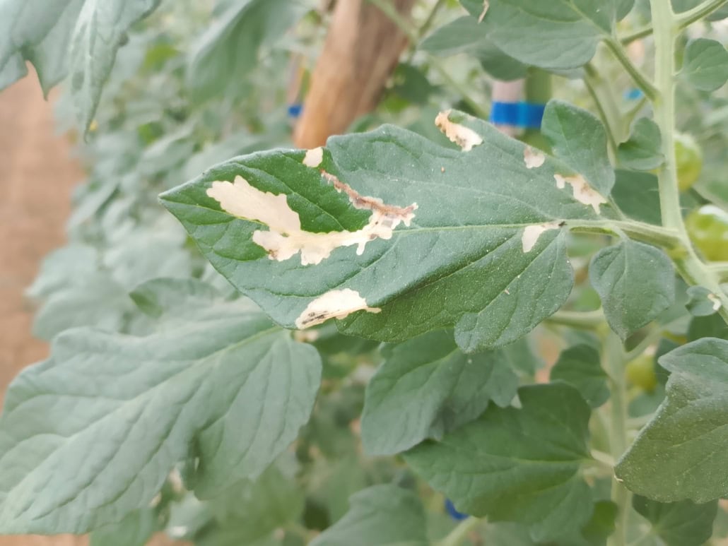 Segni di tuta absoluta su foglie di pomodoro - InOrto