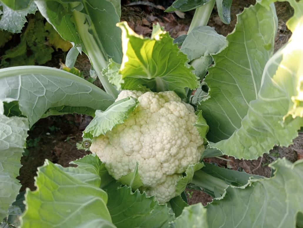 Cavolfiore bianco - InOrto